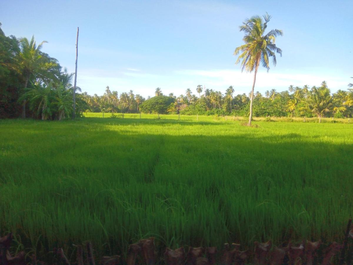 Coconut Island Yala Safari Place Tissamaharama Zewnętrze zdjęcie