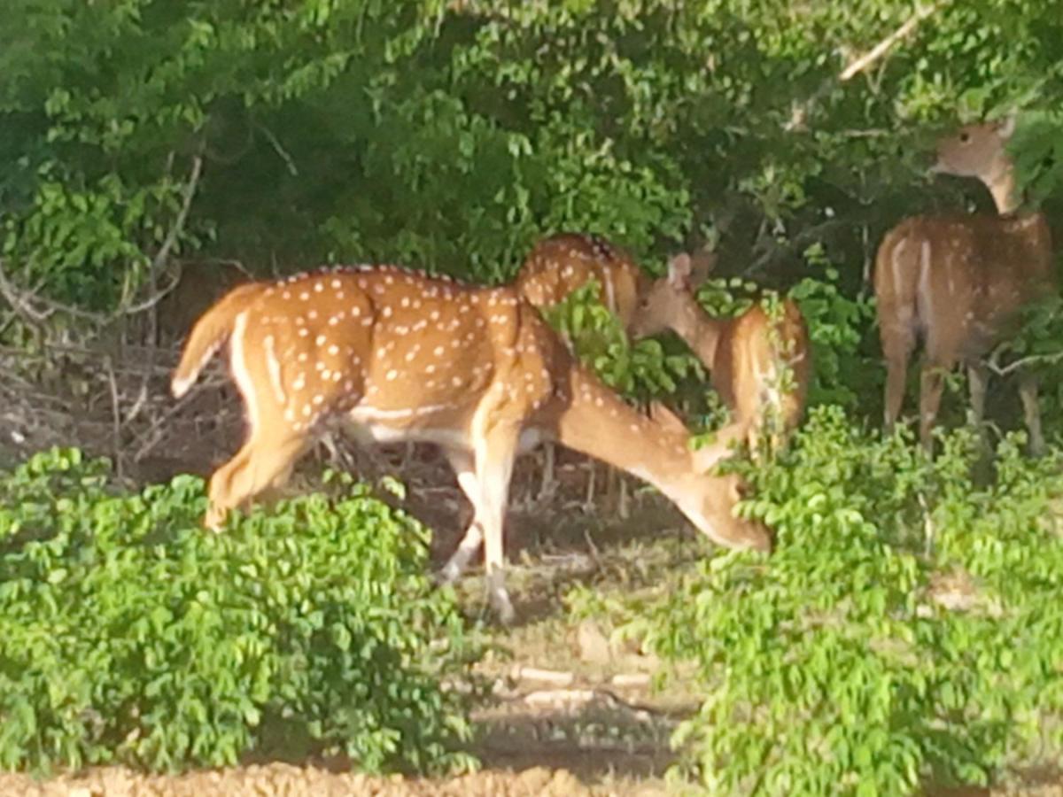 Coconut Island Yala Safari Place Tissamaharama Zewnętrze zdjęcie